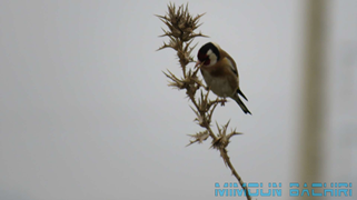 Chardonneret élégant